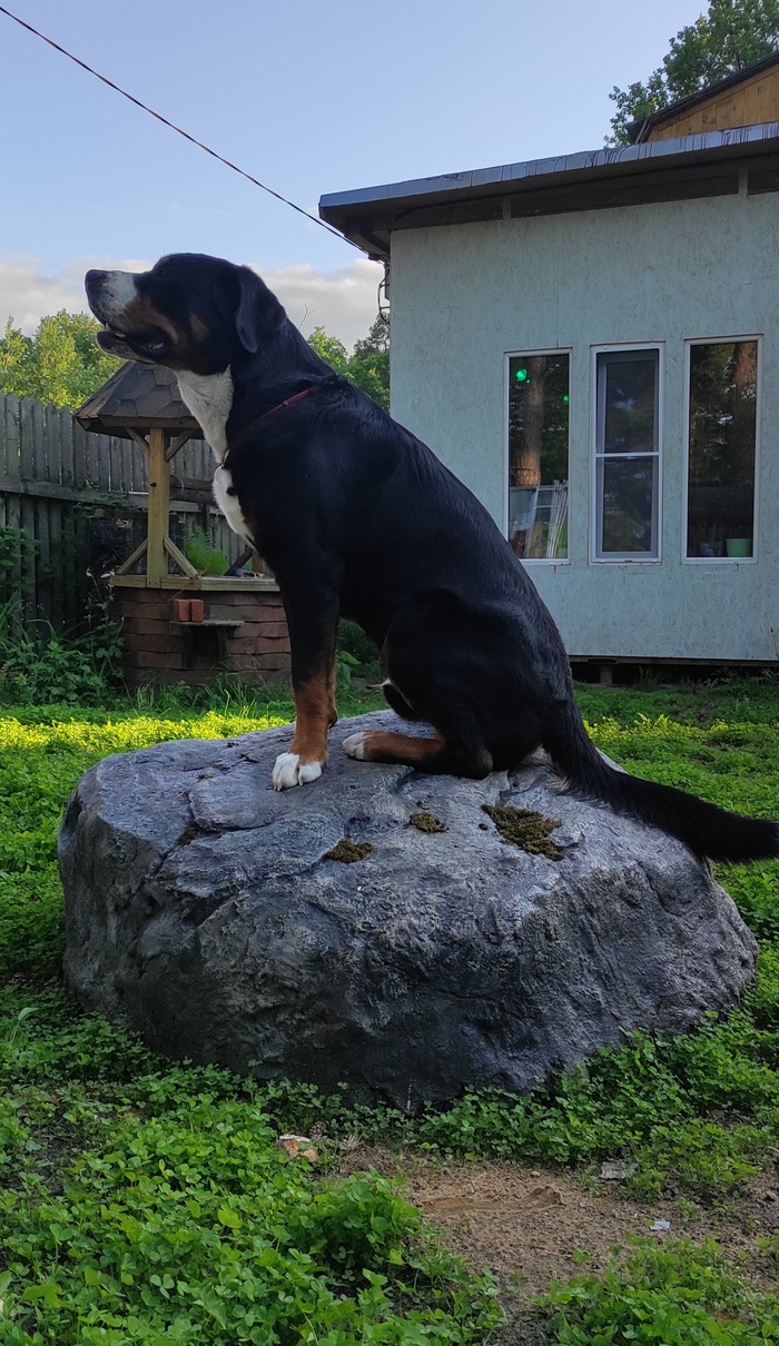 Собака на камне