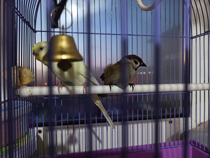 Ответ на пост «Вот тебе и шашлыки»