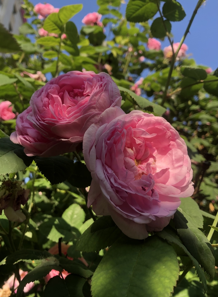 Прекрасные чайные розы Мобильная фотография, Фотография, Роза, Лето, Природа, Красота, Сад