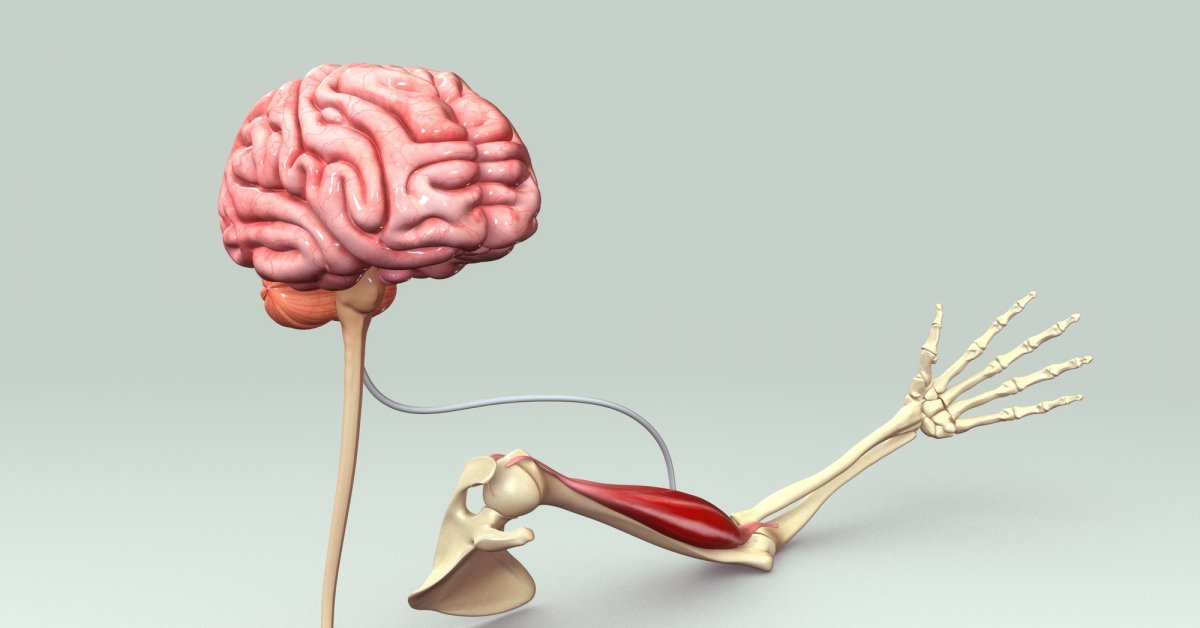 Мозг и движение. Импульс от мозга к мышцам. Мозг и мышцы взаимосвязь. Сигналы от мышц мозгу. Нейронная связь мозга и мышц.
