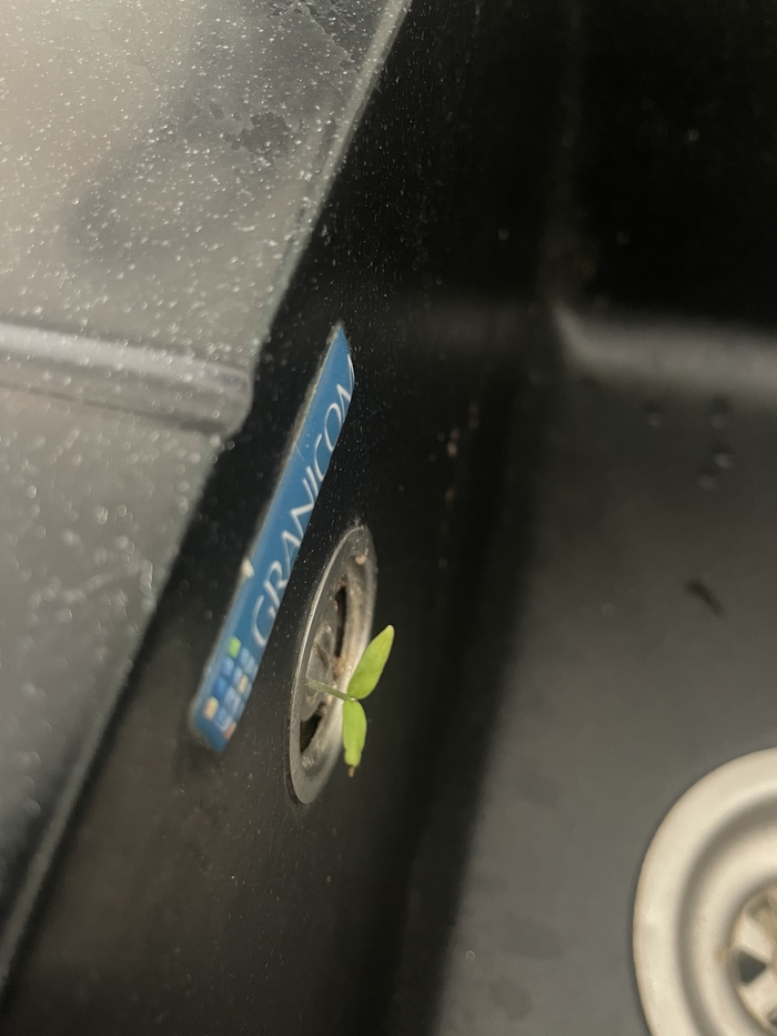 ������� ������ ���� ����