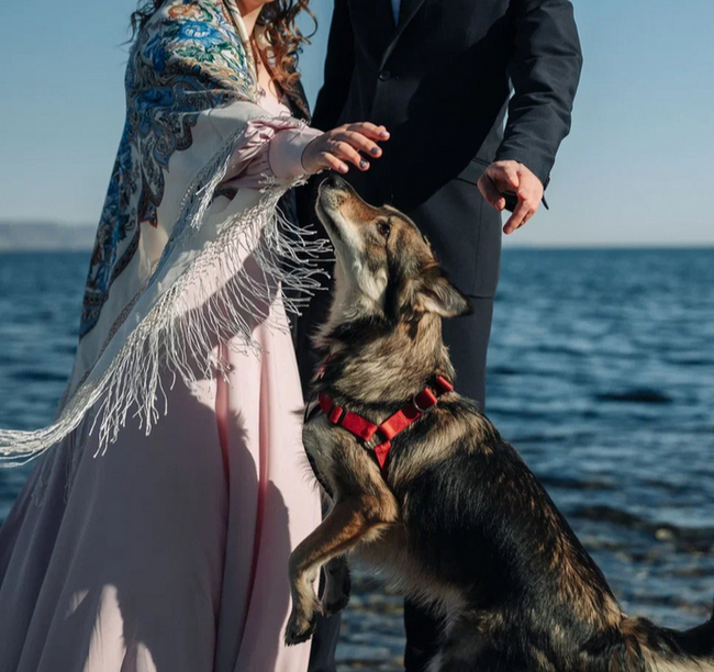 Собака-2 | Пикабу