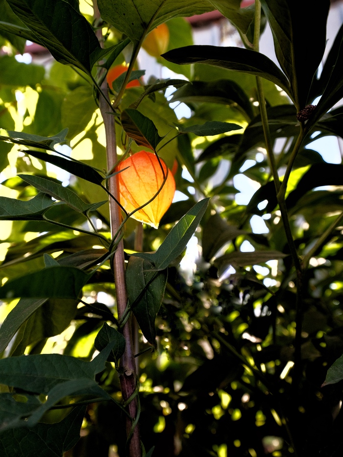 Вечерняя подсветка для насекомых