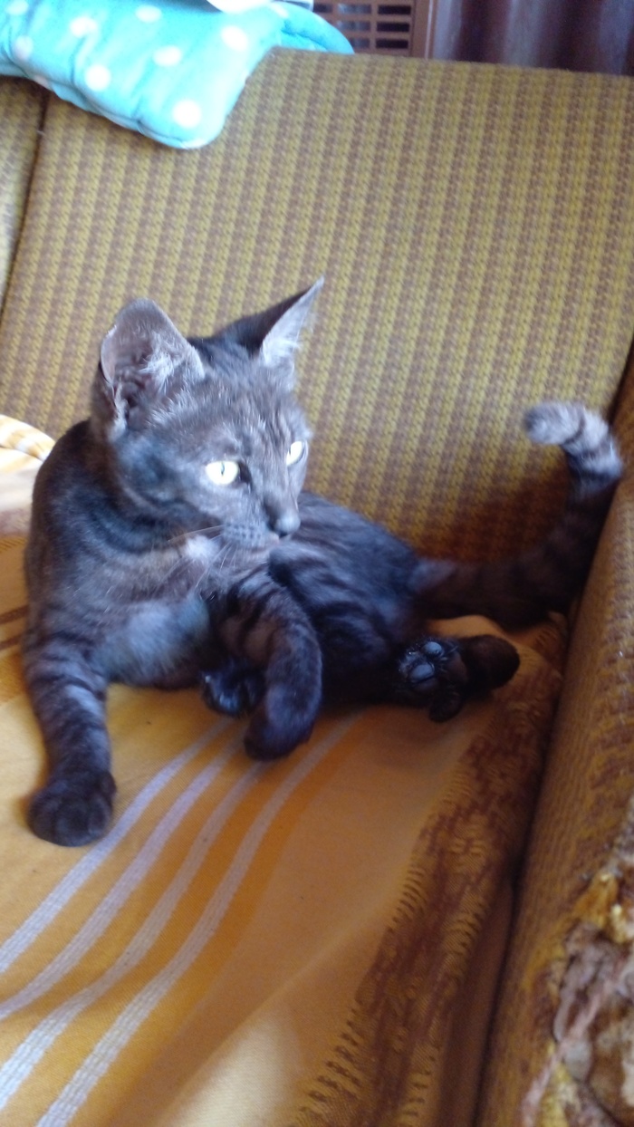 Дачная кошка Кот, Лето, Дача, Мобильная фотография, Фотография, Длиннопост