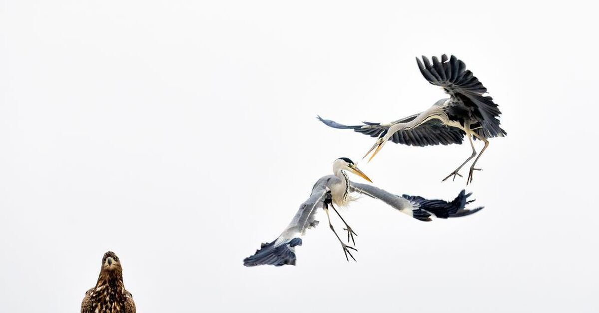 Привычное зрелище | Пикабу