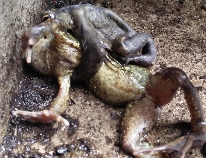 Что это за штука - 181.5 Reddit, Перевел сам, Жаба, Лягушки, WhatIsThisThing, Длиннопост, It Is Wednesday My Dudes Что это за штука - 181.5 Reddit, Перевел сам, Жаба, Лягушки, WhatIsThisThing, Длиннопост, It Is Wednesday My Dudes