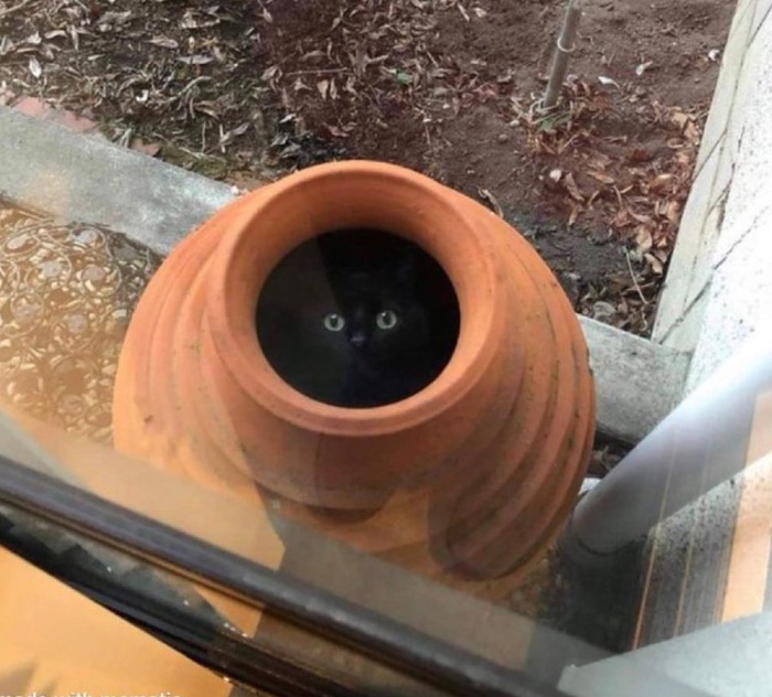 "У меня во дворе в глиняном горшке завелась глазастая тьма"