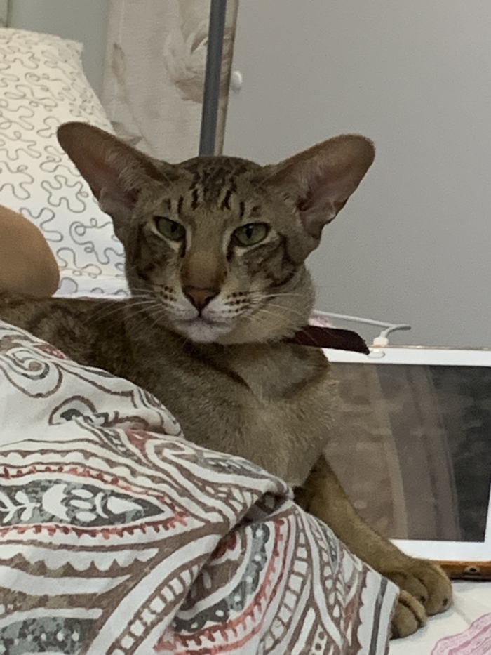 Каспер и остальные