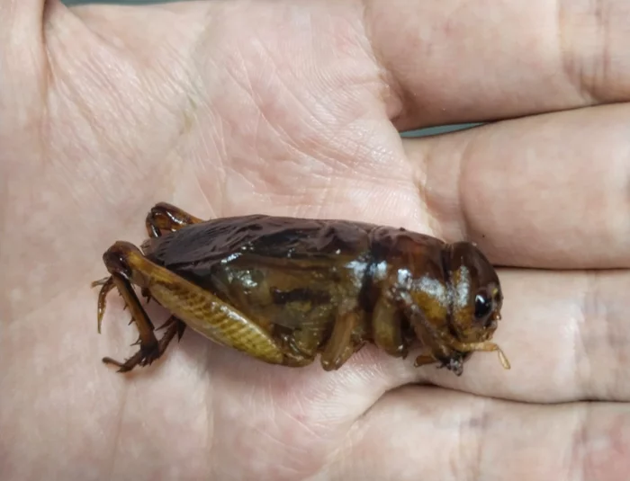 Вкусные тайские насекомые Таиланд, Жизнь за границей, Тайская кухня, Насекомые, Записки иммигранта, Юго-восточная Азия, Длиннопост Вкусные тайские насекомые Таиланд, Жизнь за границей, Тайская кухня, Насекомые, Записки иммигранта, Юго-восточная Азия, Длиннопост