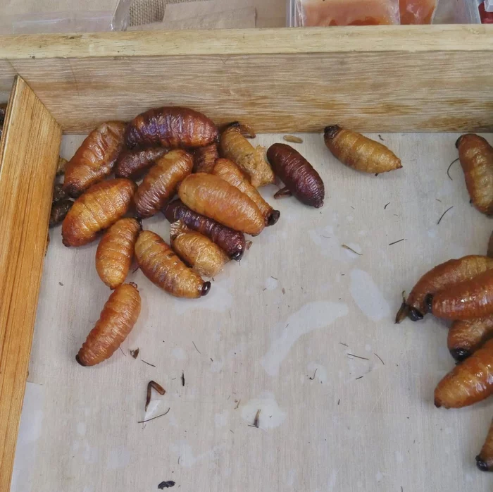 Вкусные тайские насекомые Таиланд, Жизнь за границей, Тайская кухня, Насекомые, Записки иммигранта, Юго-восточная Азия, Длиннопост Вкусные тайские насекомые Таиланд, Жизнь за границей, Тайская кухня, Насекомые, Записки иммигранта, Юго-восточная Азия, Длиннопост