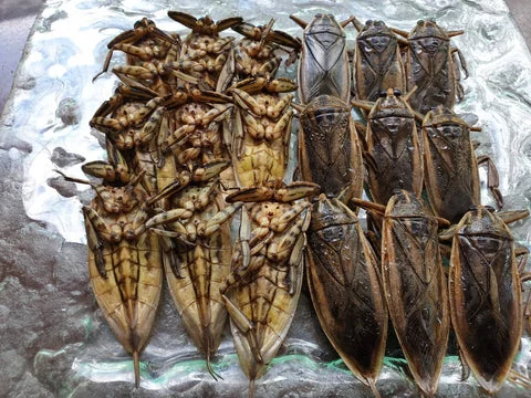 Вкусные тайские насекомые Таиланд, Жизнь за границей, Тайская кухня, Насекомые, Записки иммигранта, Юго-восточная Азия, Длиннопост Вкусные тайские насекомые Таиланд, Жизнь за границей, Тайская кухня, Насекомые, Записки иммигранта, Юго-восточная Азия, Длиннопост