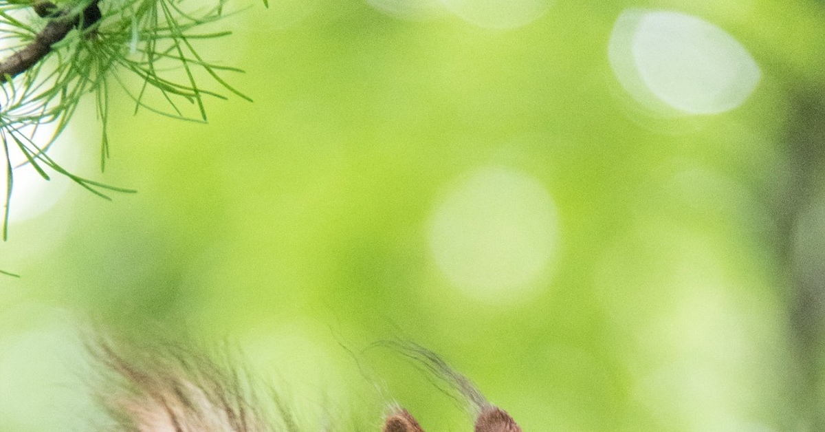 Белка | Пикабу