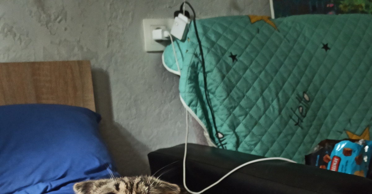 Крипторх Ивасик после кастрации | Пикабу