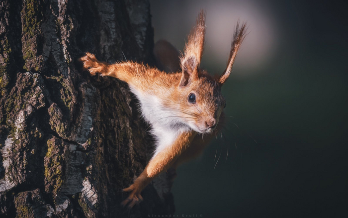 Белка пришла