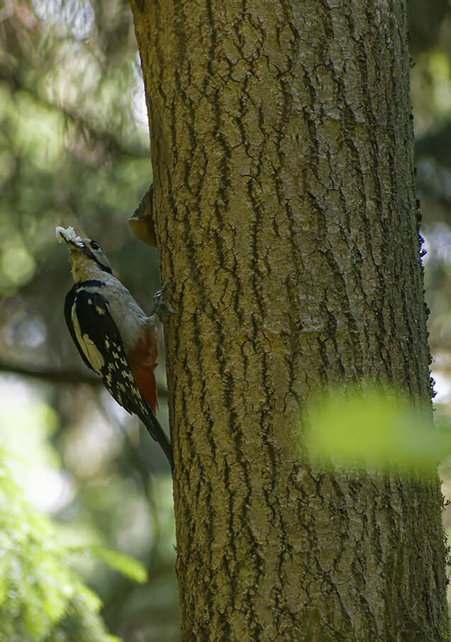 Углеводная диета | Пикабу