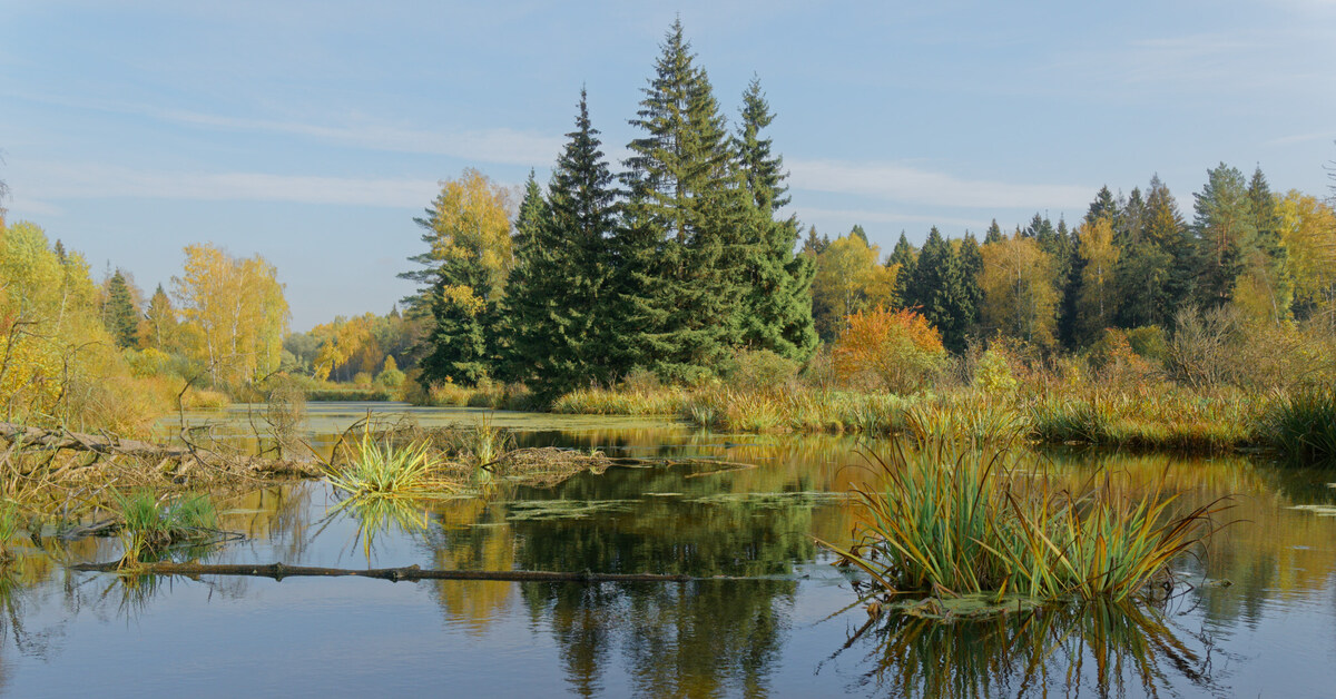 А зори здесь тихие | Пикабу