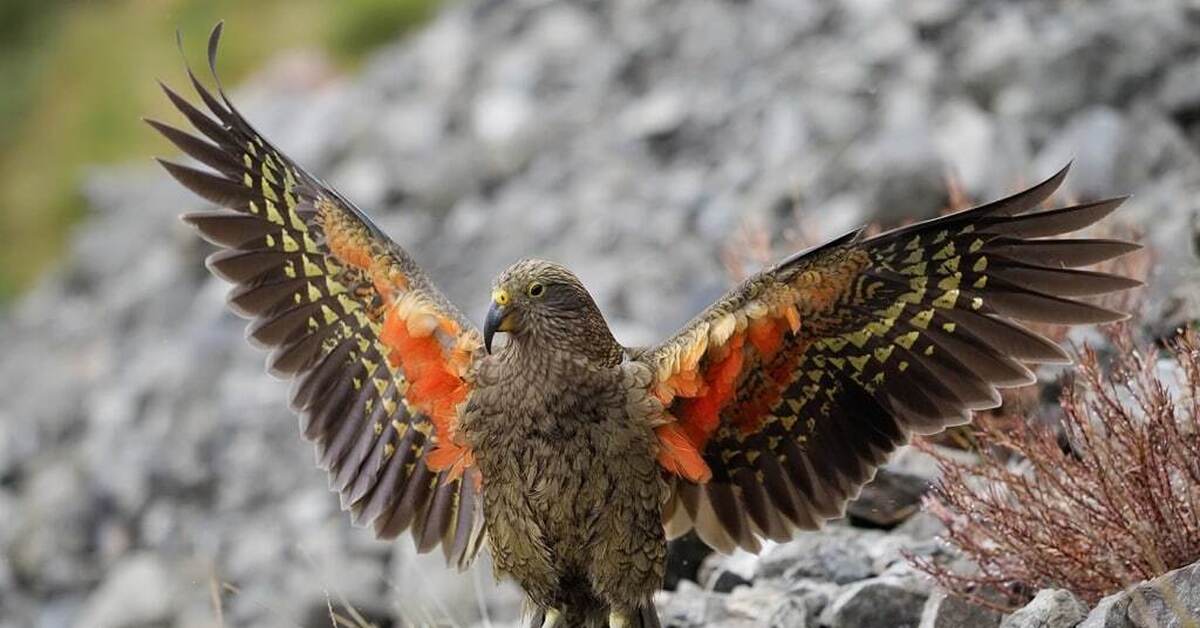 Попугай хищник. Новозеландский попугай Кеа. Хищный попугай Кеа. Попугай Кеа новая Зеландия.