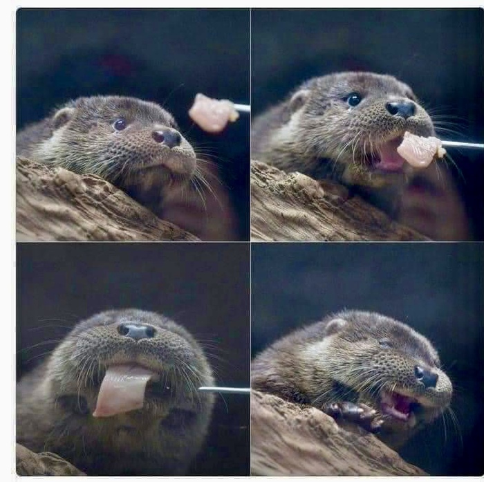 Счастливая выдра