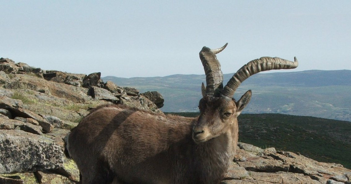 Вот козёл!... | Пикабу
