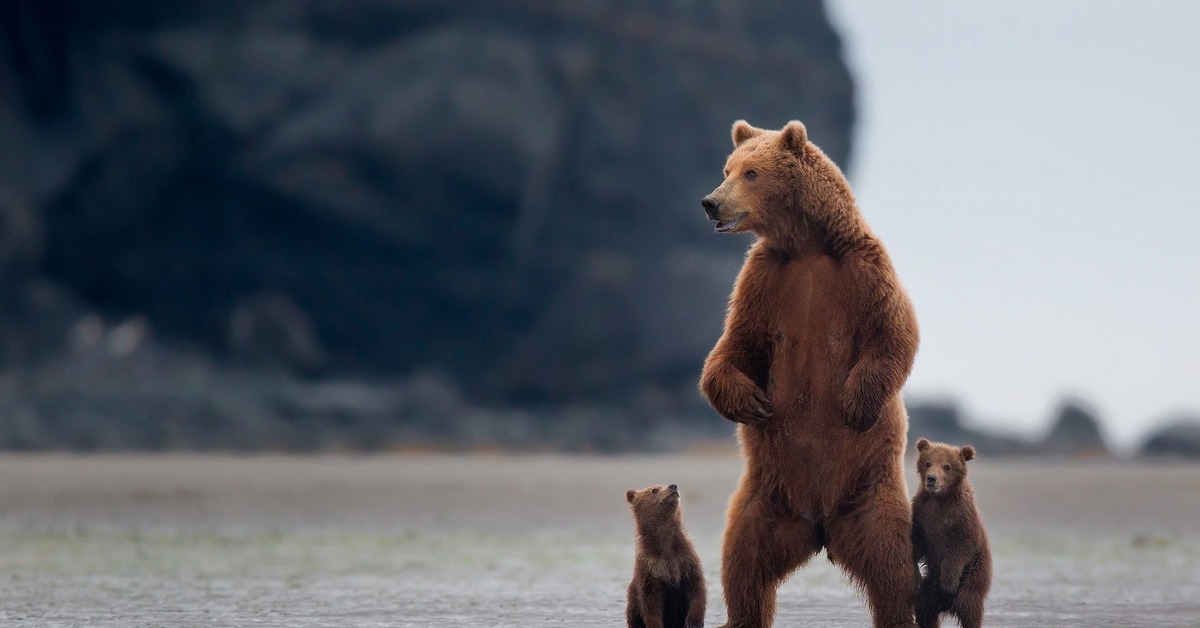 Ve bear. Медведь Гризли на задних лапах. Бурый медведь. Медведь на задних лапах. Бурый медведь на задних лапах.