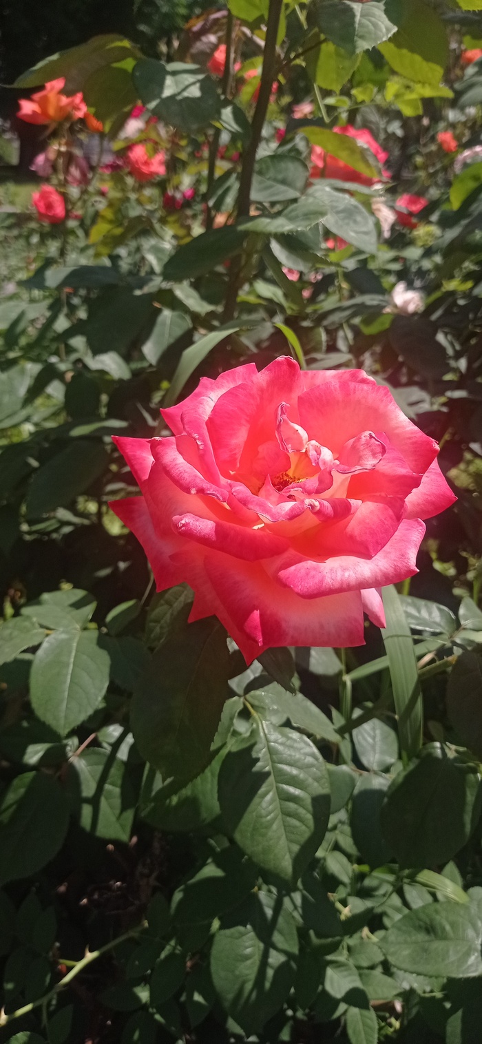 Летний день