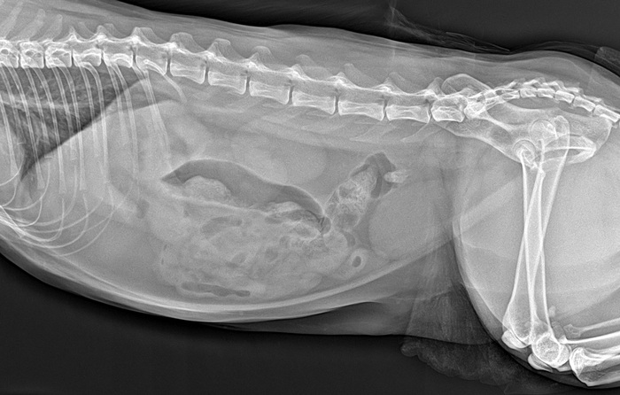 Хорошие новости кота Жулика | Пикабу