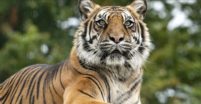 Ягодки Тигр, Суматранский тигр, Большие кошки, Семейство кошачьих, Зоопарк, Фотография