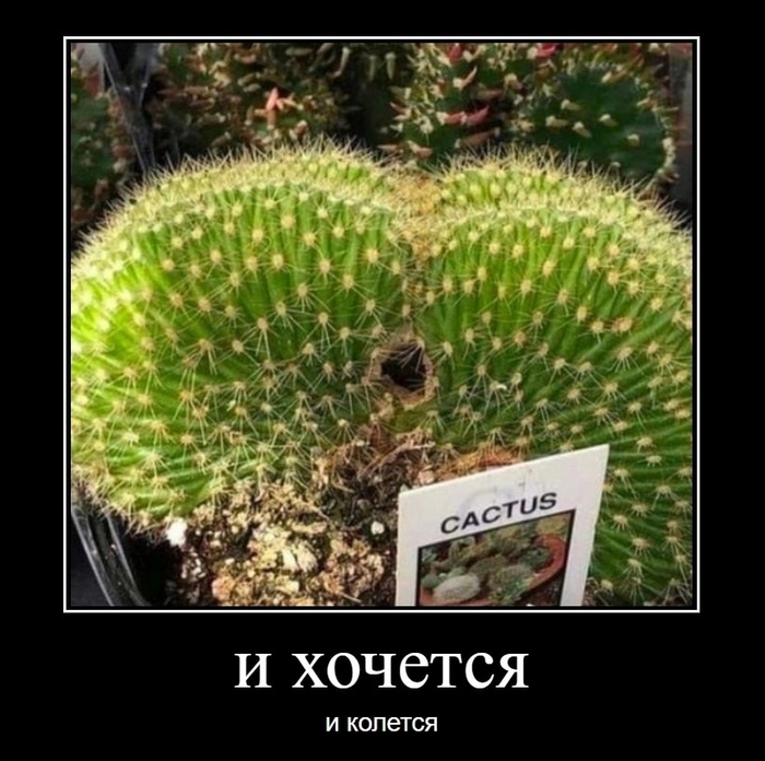 CACTUS