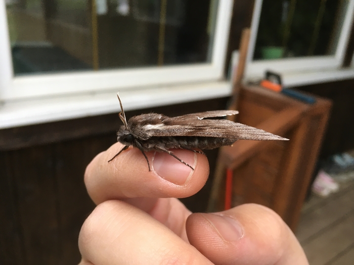 Бунтображник