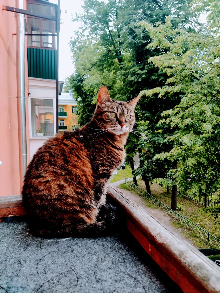 Моя кошка плюсовая | Пикабу