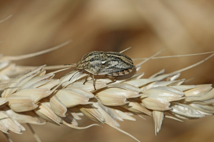 ����� �� ���� ���������� ���� �������� � �������