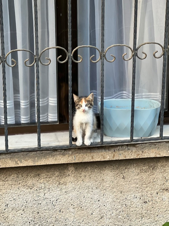 ����������� ��� ����