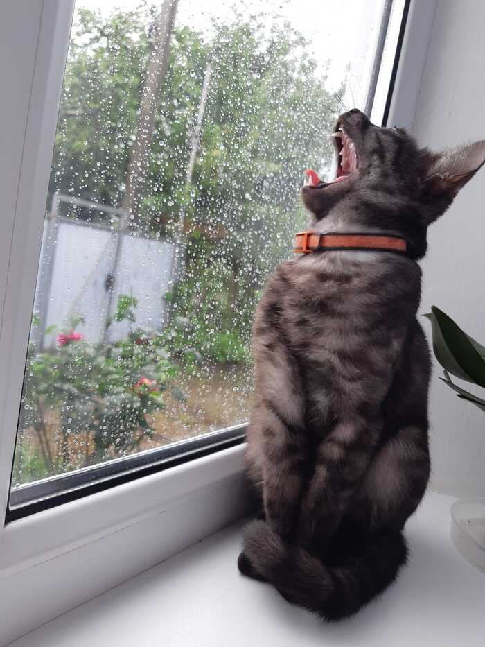 ����� ���� ������