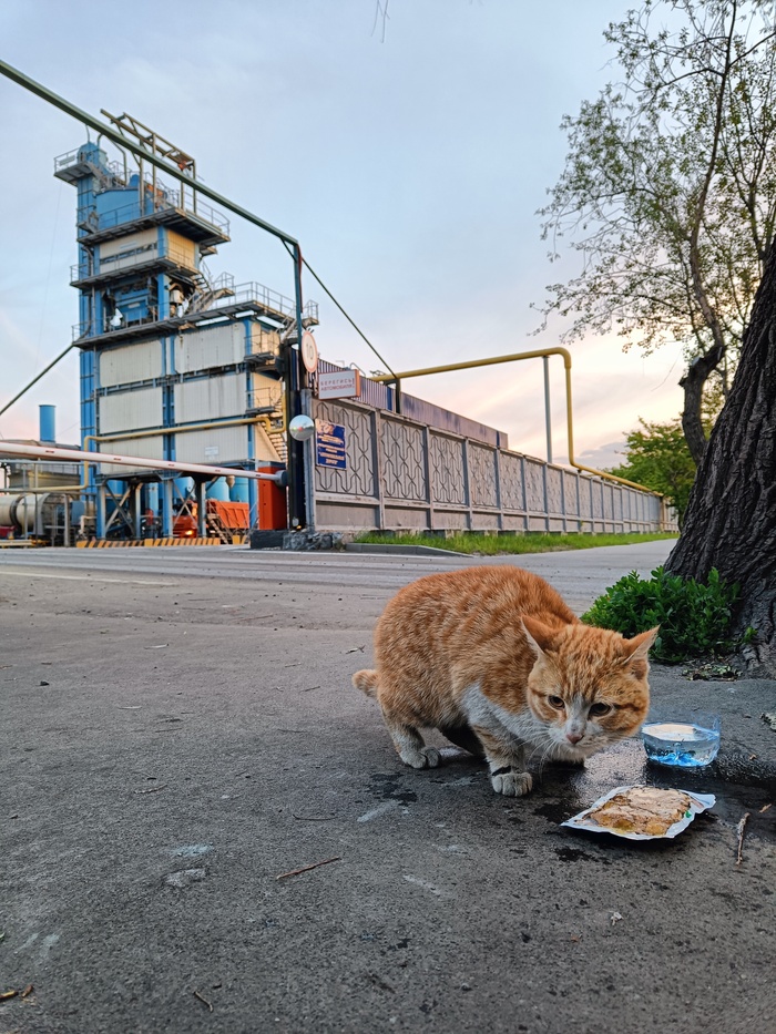 Кот-рабочий, обеденный перерыв