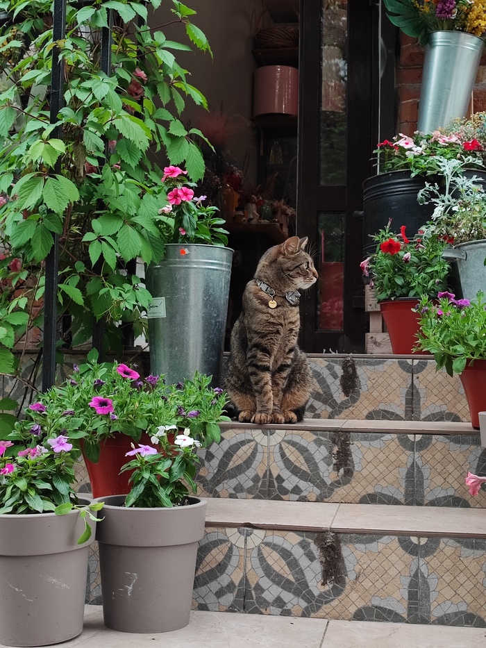 Бундовый кот