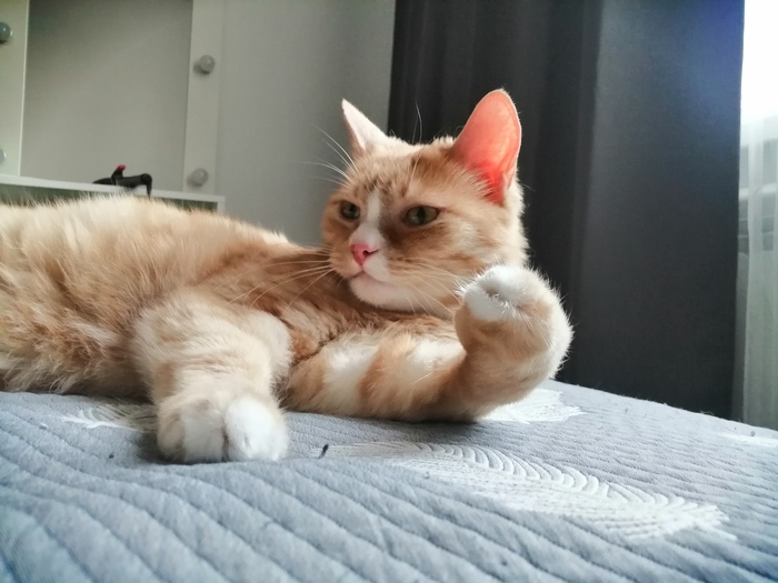 А вот вам котик