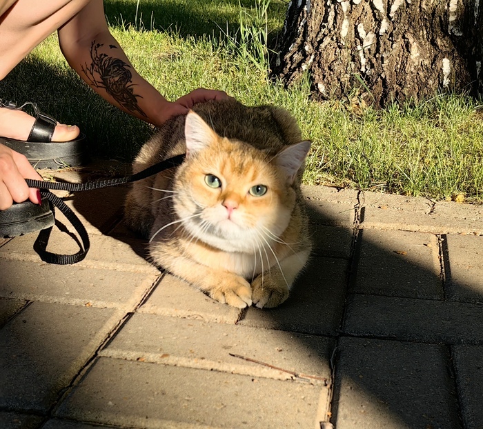 ��� �������