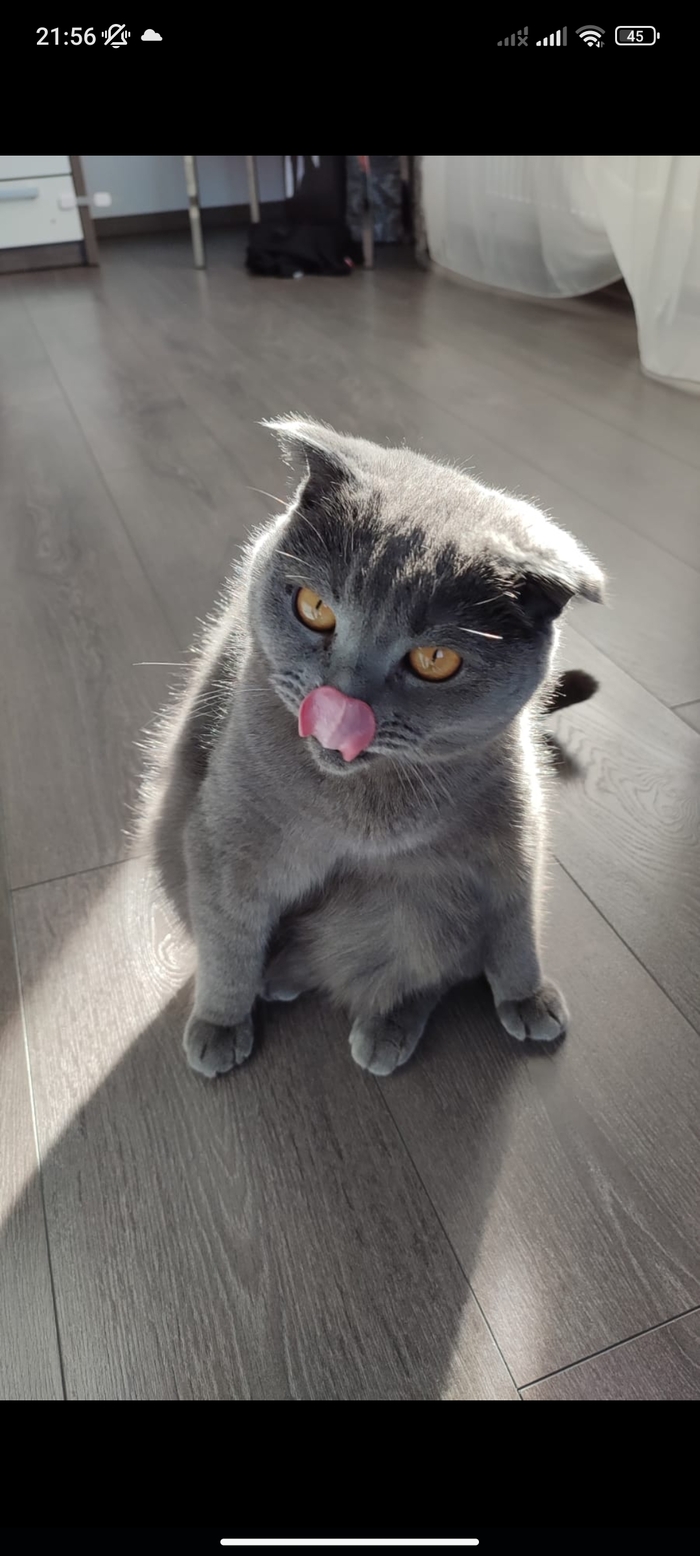 Мы с котом тоже за бунд!