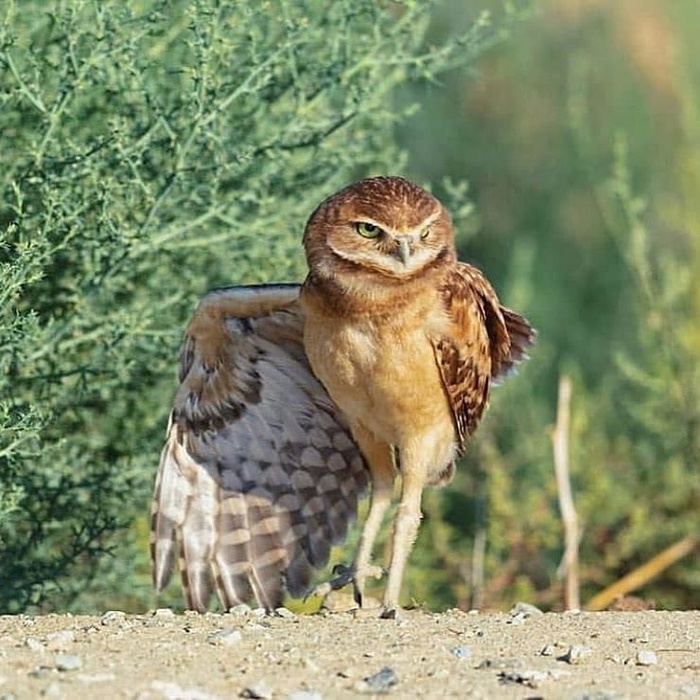 Автолюбитель стой! Стой, автолюбитель!
