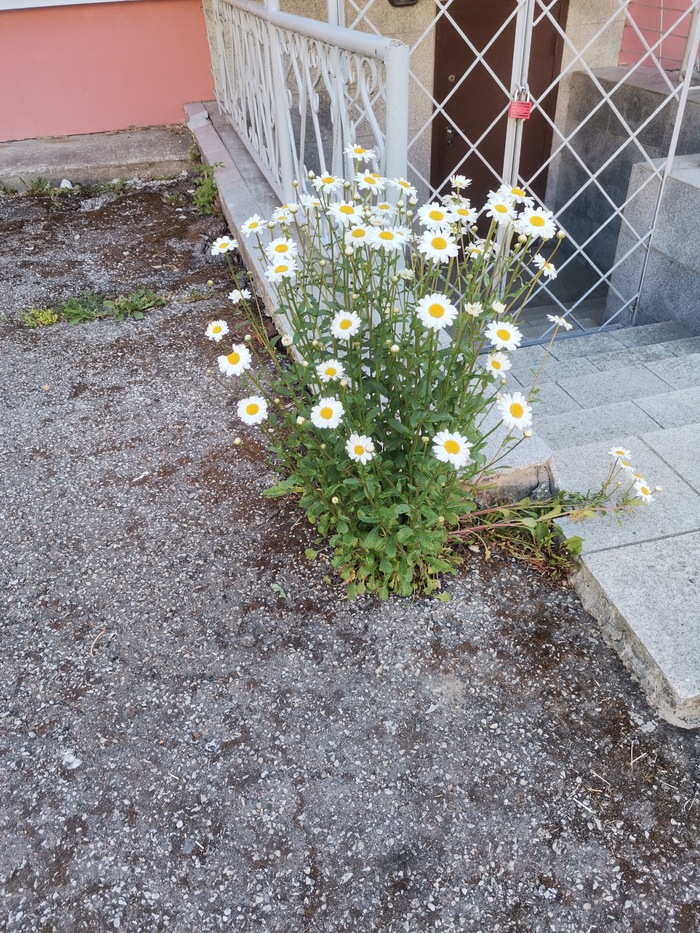 Ромашки тоже бунтуют. Через асфальт выросли