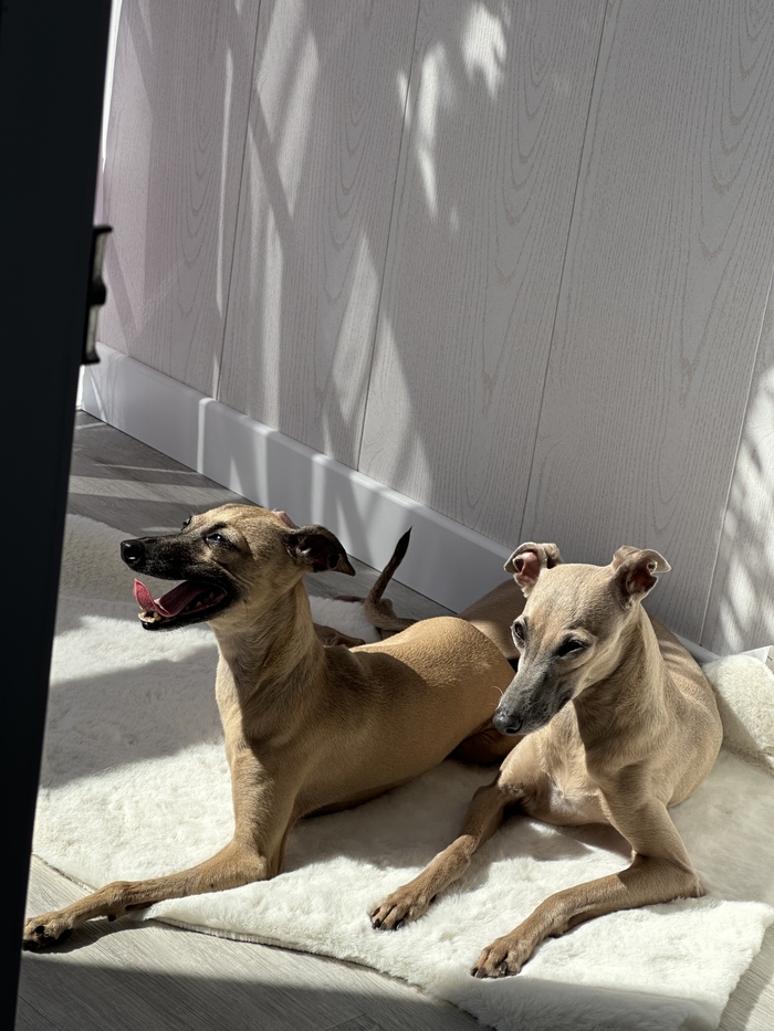 ��� ������