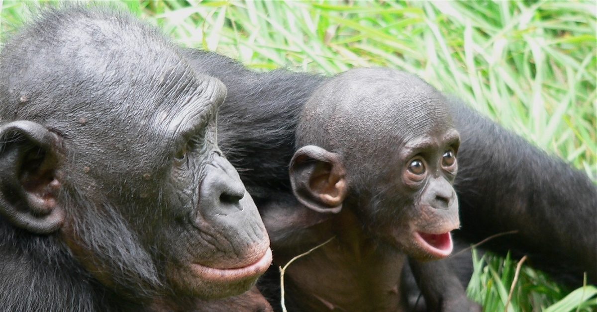 Карликовый шимпанзе 6. Шимпанзе бонобо. Карликовый бонобо. Карликовые шимпанзе бонобо. Шимпанзе бонобо самки.