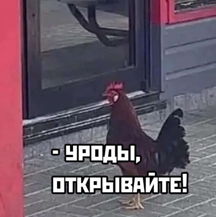  , , KFC, , 