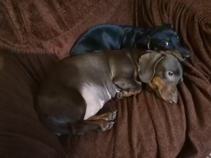 Бунд...бунд....нате вам собакенов