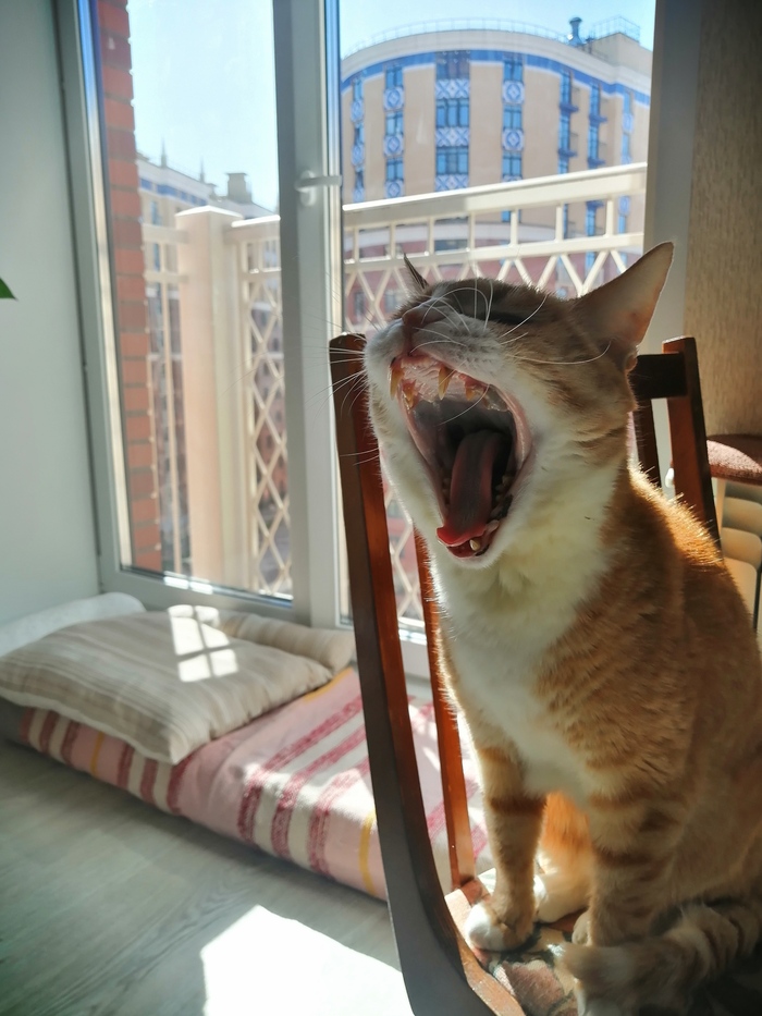 Котзилла | Пикабу