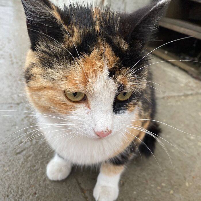 � ���, ����������, ����������?