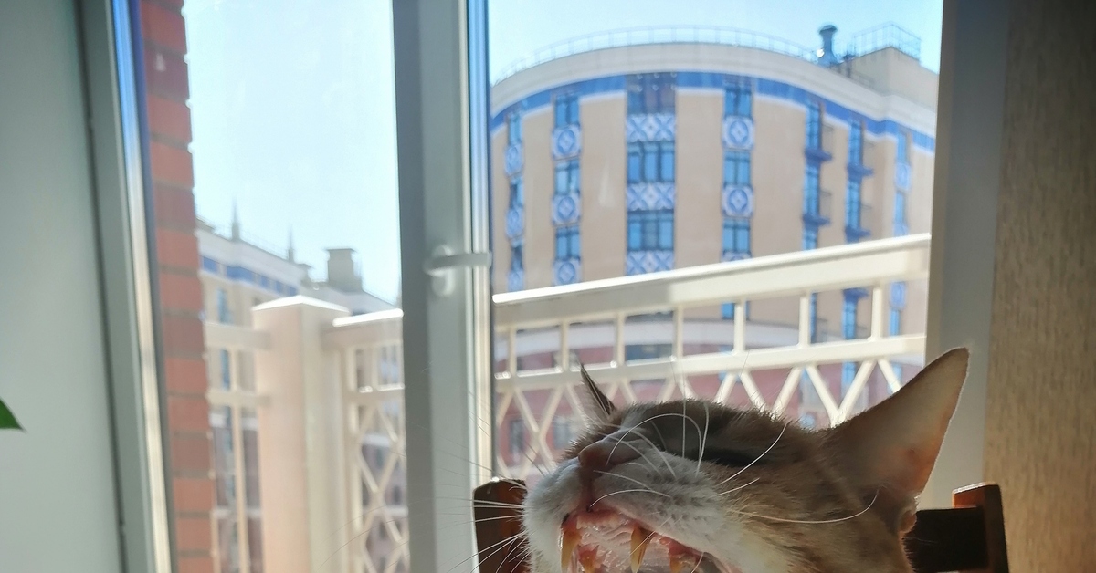 Котзилла | Пикабу