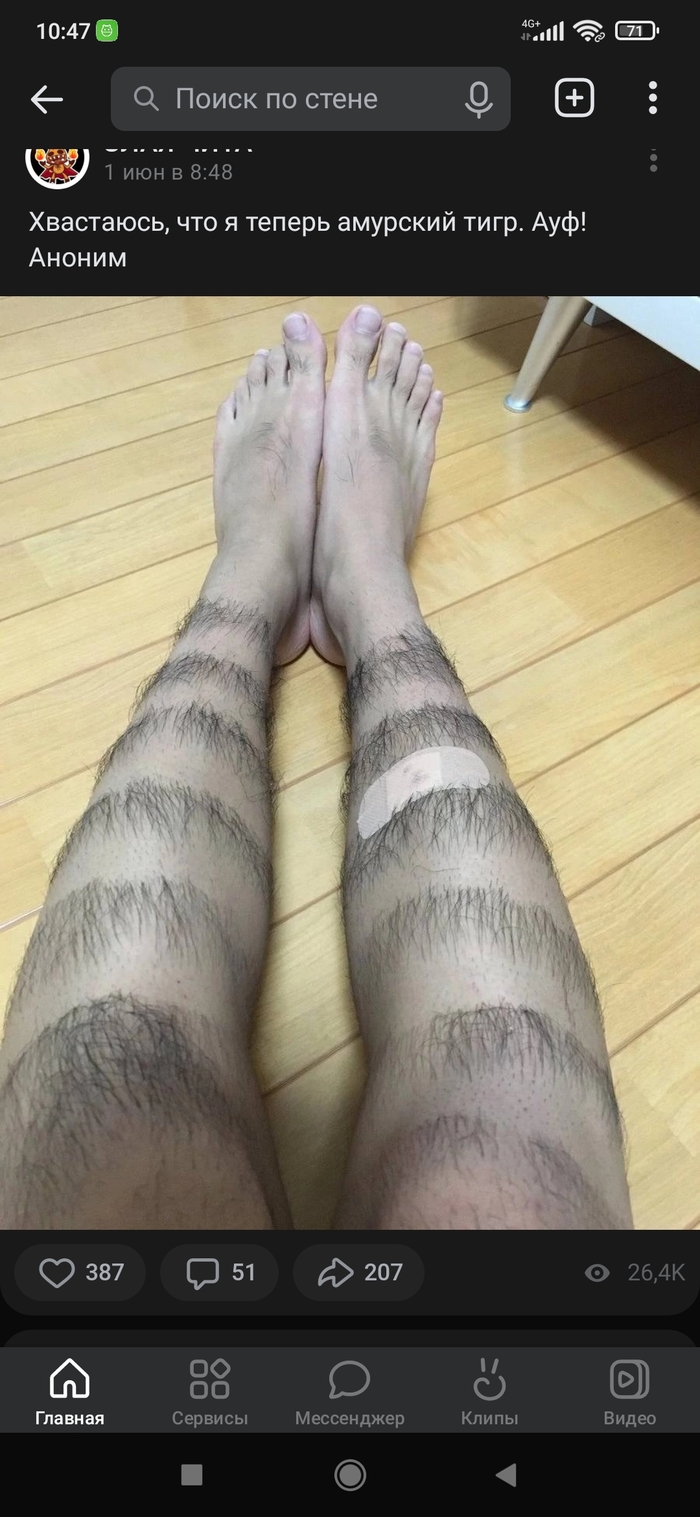 Амурский тигр. Ауф!