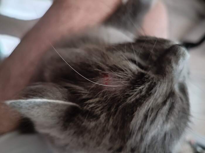 Первый пострадавший во время бунда