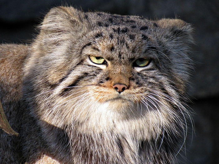 Бунтуете? Манул тоже бунтует